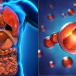 Les cellules de nos organes